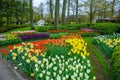 Blooming tulips in Keukenhof park, Lisse, Holland, Netherlands