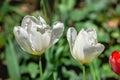 Tulips of the Kropyvnytskyi arboretum, Ukraine