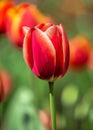 Tulips of the Kropyvnytskyi arboretum, Ukraine