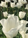 Blooming tulips on a lovely sunny spring day