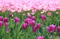 Touristic tulip route and agriculture in the Noordoostpolder, Holland Royalty Free Stock Photo