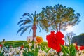 The blooming tulips on Piazza Giosue Carducci, Sirmione, Italy Royalty Free Stock Photo