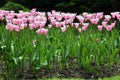 Blooming tulips in shades of pink on a green background