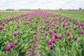 Blooming tulips shortly before the decapitation