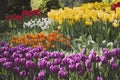 Blooming tulips spring colorful flowerbed background