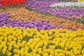 Blooming tulips spring colorful flowerbed background Royalty Free Stock Photo