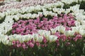 Blooming tulips spring colorful flowerbed background Royalty Free Stock Photo