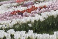 Blooming tulips spring colorful flowerbed background Royalty Free Stock Photo