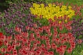 Blooming tulips spring colorful flowerbed background Royalty Free Stock Photo
