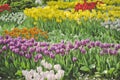 Blooming tulips spring colorful flowerbed background Royalty Free Stock Photo