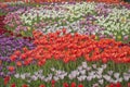 Blooming tulips spring colorful flowerbed background Royalty Free Stock Photo