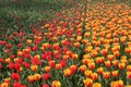 Blooming tulips in spring.