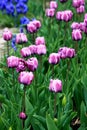 Blooming tulips in springtime