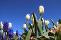 Budding White Tulips And Blue Bell Flowers