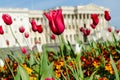 Blooming tulips in Washington DC