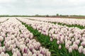 Blooming tulips with a white-purple flaming color pattern in the Royalty Free Stock Photo