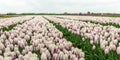 Blooming tulips with a white-purple flaming color pattern in the Royalty Free Stock Photo