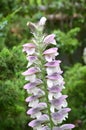 Turtlehead Flower with Pastel Purple and White Petals