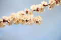 Blooming twig of apricot tree with blue sky in background. Springtime in orchard