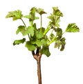 Blooming twig of blackcurrant Royalty Free Stock Photo