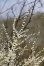 A blooming twig of blackthorn in the cultural landscape of Weinviertel, Lower Austria