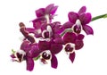 twig of dark purple with white orchid, phalaenopsis is isolated on background Royalty Free Stock Photo