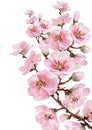 Blooming twig of Japanese sakura. Watercolor Royalty Free Stock Photo