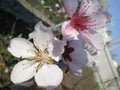 Blooming twig peach close-up pink and white flowers with stamens