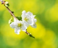 Blooming twig of plum tree Royalty Free Stock Photo