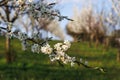Blooming twig of plum tree in orchard Royalty Free Stock Photo