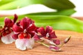 Blooming twig red and white orchid flower, cambria with green le Royalty Free Stock Photo