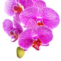 Blooming twig of stripped lilac with white orchid, phalaenopsis Royalty Free Stock Photo