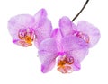 Blooming twig of unusual spotted lilac orchid, phalaenopsis is i