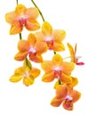Blooming twig of unusual spotted orange orchid, phalaenopsis is