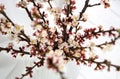 Blooming twigs of cherry or apricot fruit tree in blur. Top view. Spring wallpaper. Close-up. Selective focus Royalty Free Stock Photo