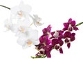 Blooming twigs of dark purple and white orchid, phalaenopsis is isolated on white background Royalty Free Stock Photo
