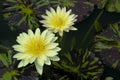 The blooming two white lotus and yellow pollens. Royalty Free Stock Photo