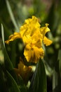 Blooming undersized yellow iris grows in the garden. Bright summer flower in the garden, background Royalty Free Stock Photo