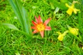 Blooming unusual mini tulip in a flower garden. Selective focus. Close up view of blooming tiny mini tulip with unusual green leaf