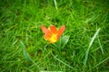 Blooming unusual mini tulip in a flower garden. Selective focus. Close up view of blooming tiny mini tulip with unusual green leaf