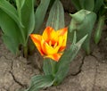 Blooming unusual mini tulips in a flower garden.