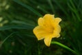 Blooming unusual yellow mini daylilies, grown on a home flower bed.