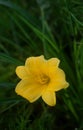 Blooming unusual yellow mini daylilies, grown on a home flower bed.