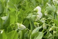 Blooming vegetable pea in the field. Flowering legumes. Sugar pea flower. White flowers of peas. Young shoots and Royalty Free Stock Photo