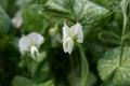 Blooming vegetable pea in the field. Flowering legumes. White flowers of peas. Young shoots and flowers in a field of Royalty Free Stock Photo