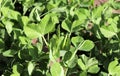 Blooming vegetable pea in the field. Flowering legumes. White flowers of peas. Young shoots and flowers in a field of Royalty Free Stock Photo