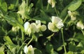 Blooming vegetable pea in the field. Flowering legumes. White flowers of peas. Young shoots and flowers in a field of Royalty Free Stock Photo