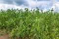 Blooming vegetable pea in the field Royalty Free Stock Photo