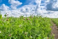 Blooming vegetable pea in the field Royalty Free Stock Photo