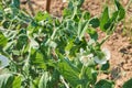 Blooming vegetable pea in the field.  White flowers of peas Royalty Free Stock Photo